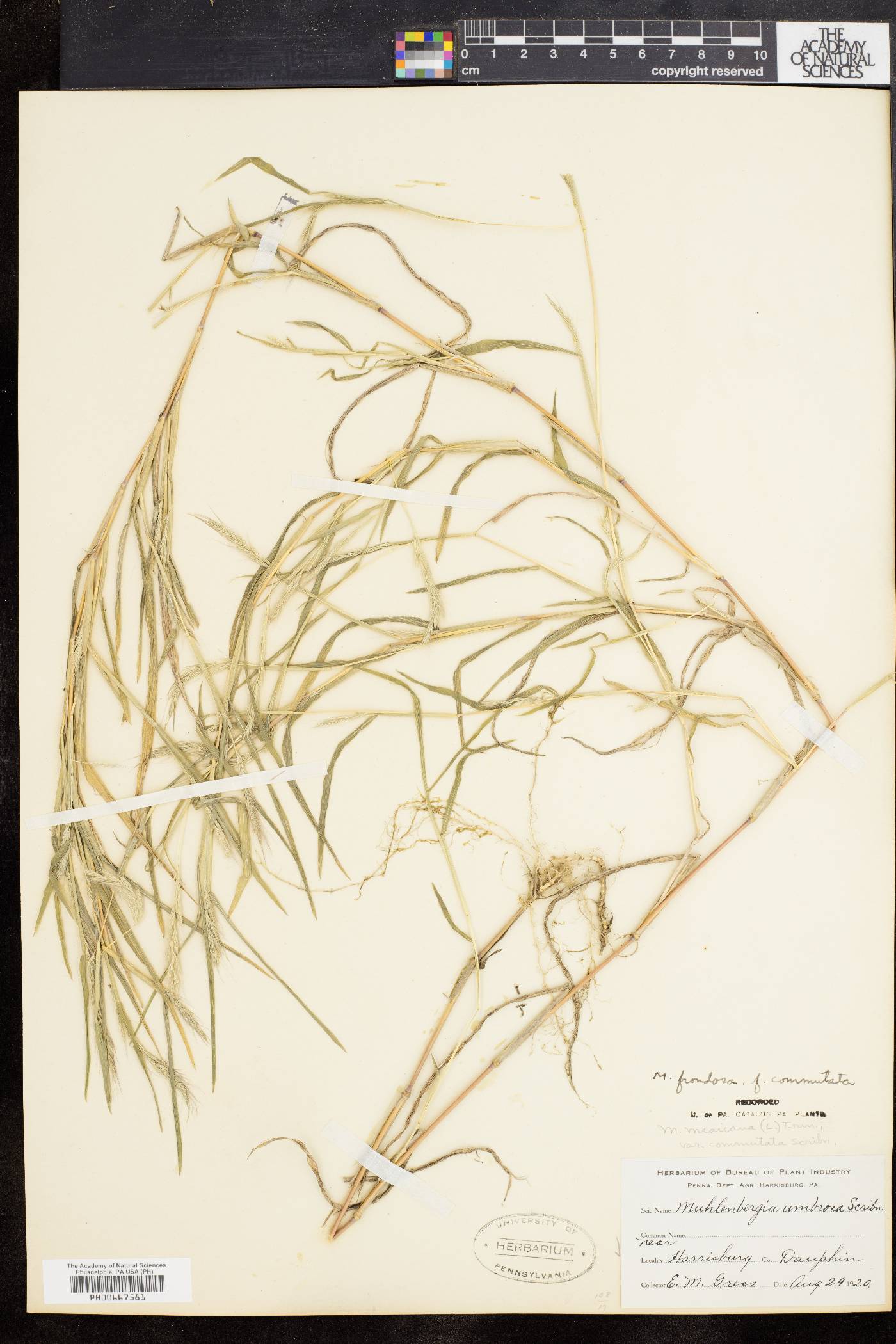 Muhlenbergia frondosa f. commutata image