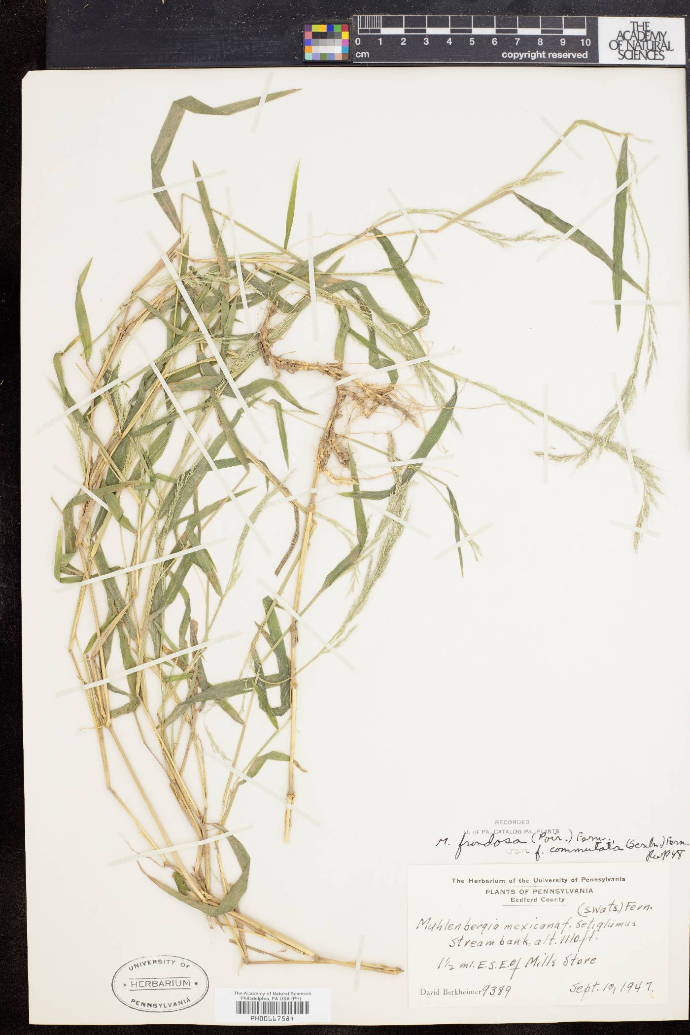 Muhlenbergia frondosa f. commutata image