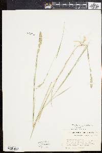 Muhlenbergia glomerata image