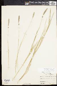 Muhlenbergia glomerata image