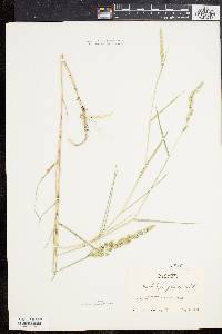 Muhlenbergia glomerata image