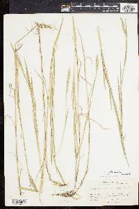 Muhlenbergia glomerata image