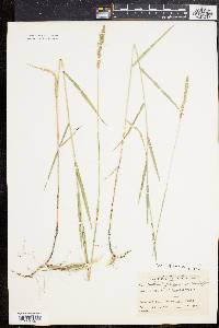 Muhlenbergia glomerata image