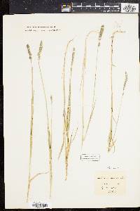 Muhlenbergia glomerata image