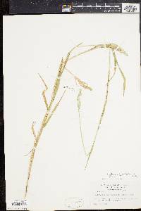 Muhlenbergia glomerata image