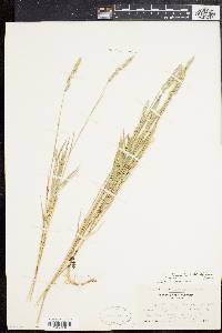 Muhlenbergia glomerata image