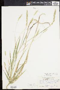 Muhlenbergia glomerata image