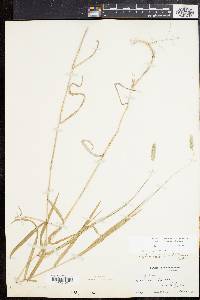 Muhlenbergia glomerata image