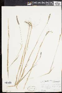 Muhlenbergia glomerata image