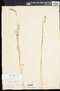 Muhlenbergia glomerata image