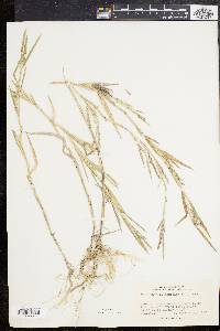 Muhlenbergia mexicana image