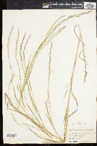 Muhlenbergia mexicana image