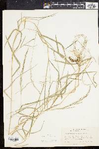 Muhlenbergia mexicana image