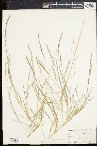 Muhlenbergia mexicana image