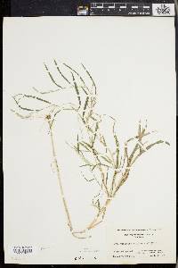 Muhlenbergia mexicana image