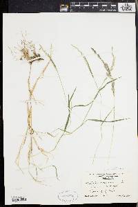 Muhlenbergia mexicana image