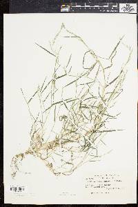 Muhlenbergia schreberi image