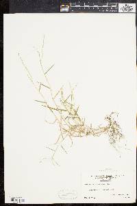 Muhlenbergia schreberi image