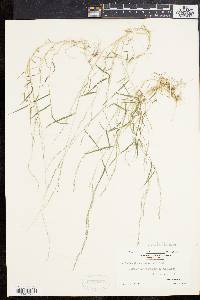 Muhlenbergia schreberi image