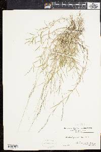 Muhlenbergia schreberi image