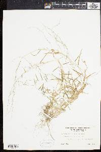 Muhlenbergia schreberi image