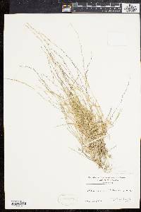 Muhlenbergia schreberi image