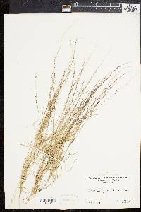 Muhlenbergia schreberi image