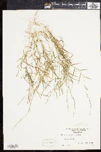 Muhlenbergia schreberi image