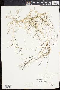 Muhlenbergia schreberi image