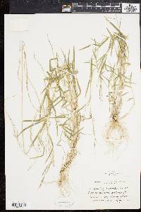 Muhlenbergia schreberi image