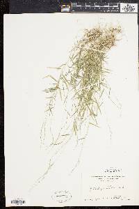 Muhlenbergia schreberi image