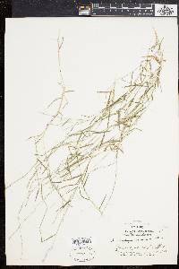 Muhlenbergia schreberi image