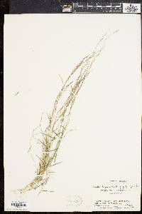 Muhlenbergia schreberi image