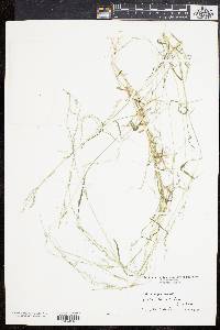 Muhlenbergia schreberi image