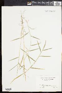 Muhlenbergia schreberi image