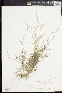 Muhlenbergia schreberi image