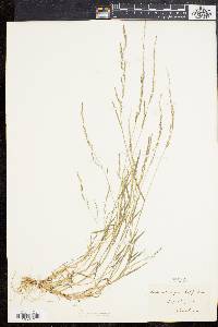 Muhlenbergia schreberi image