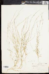 Muhlenbergia schreberi image