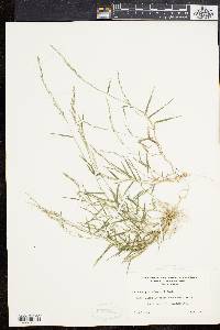 Muhlenbergia schreberi image