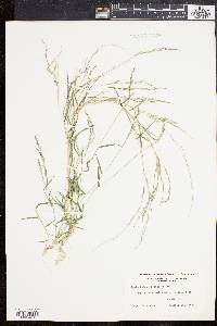 Muhlenbergia schreberi image