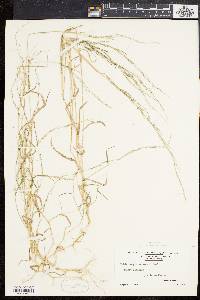 Muhlenbergia schreberi image