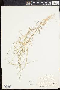 Muhlenbergia schreberi image