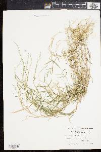 Muhlenbergia schreberi image