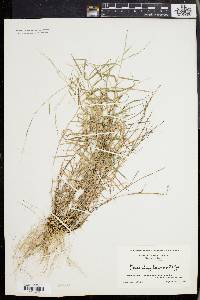 Muhlenbergia schreberi image