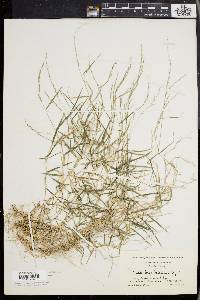 Muhlenbergia schreberi image