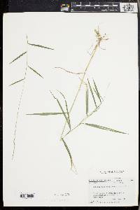 Muhlenbergia sobolifera image