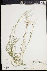 Muhlenbergia sobolifera image