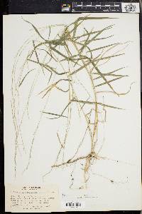 Muhlenbergia sobolifera image