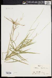 Muhlenbergia sobolifera image