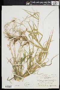 Muhlenbergia sobolifera image